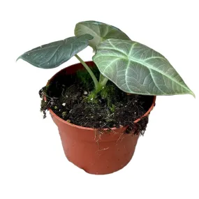 15 cm  Alocasia Dragon Moon House Plant 10,5 cm Pot