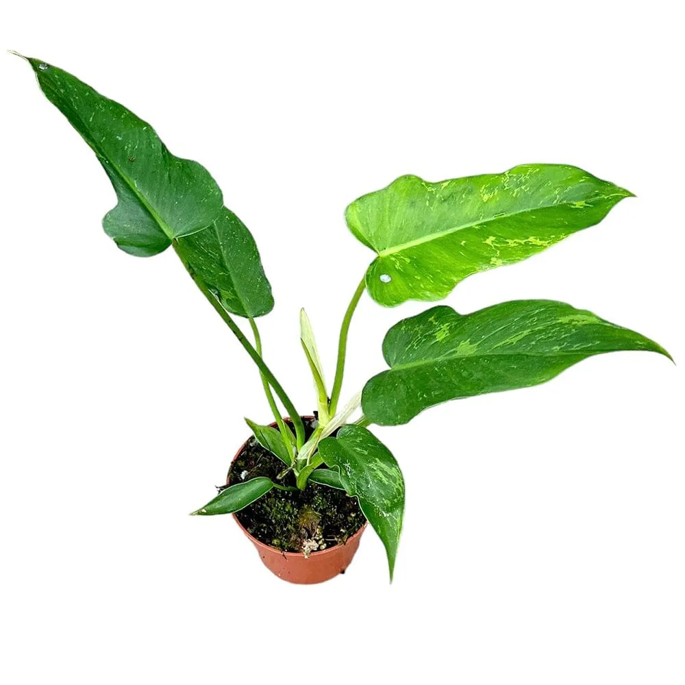 15 cm  Philodendron Golden Dragon House Plant 10,5 cm Pot