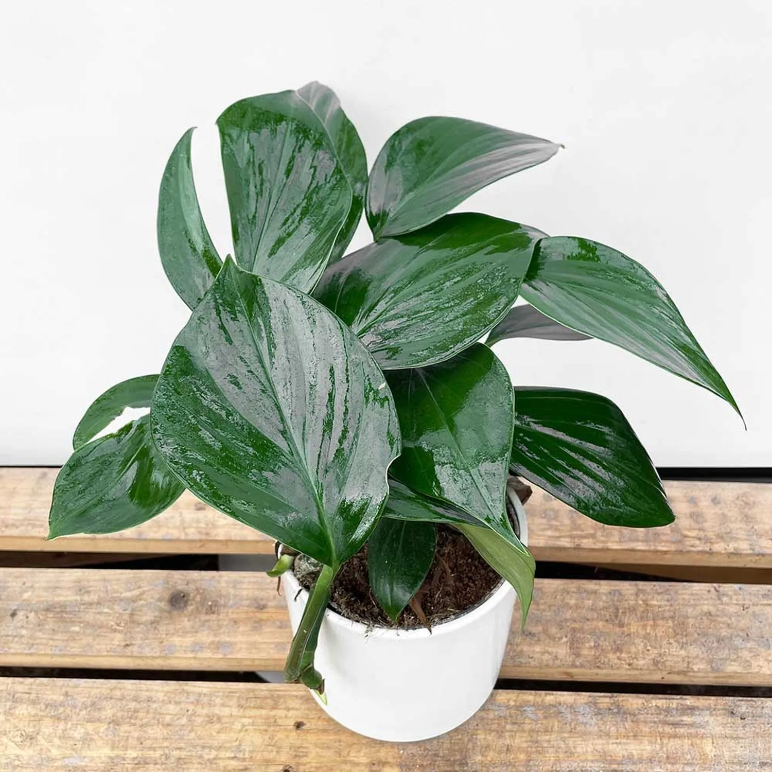 20 - 30cm Philodendron Dragon Tail 14cm Pot House Plant