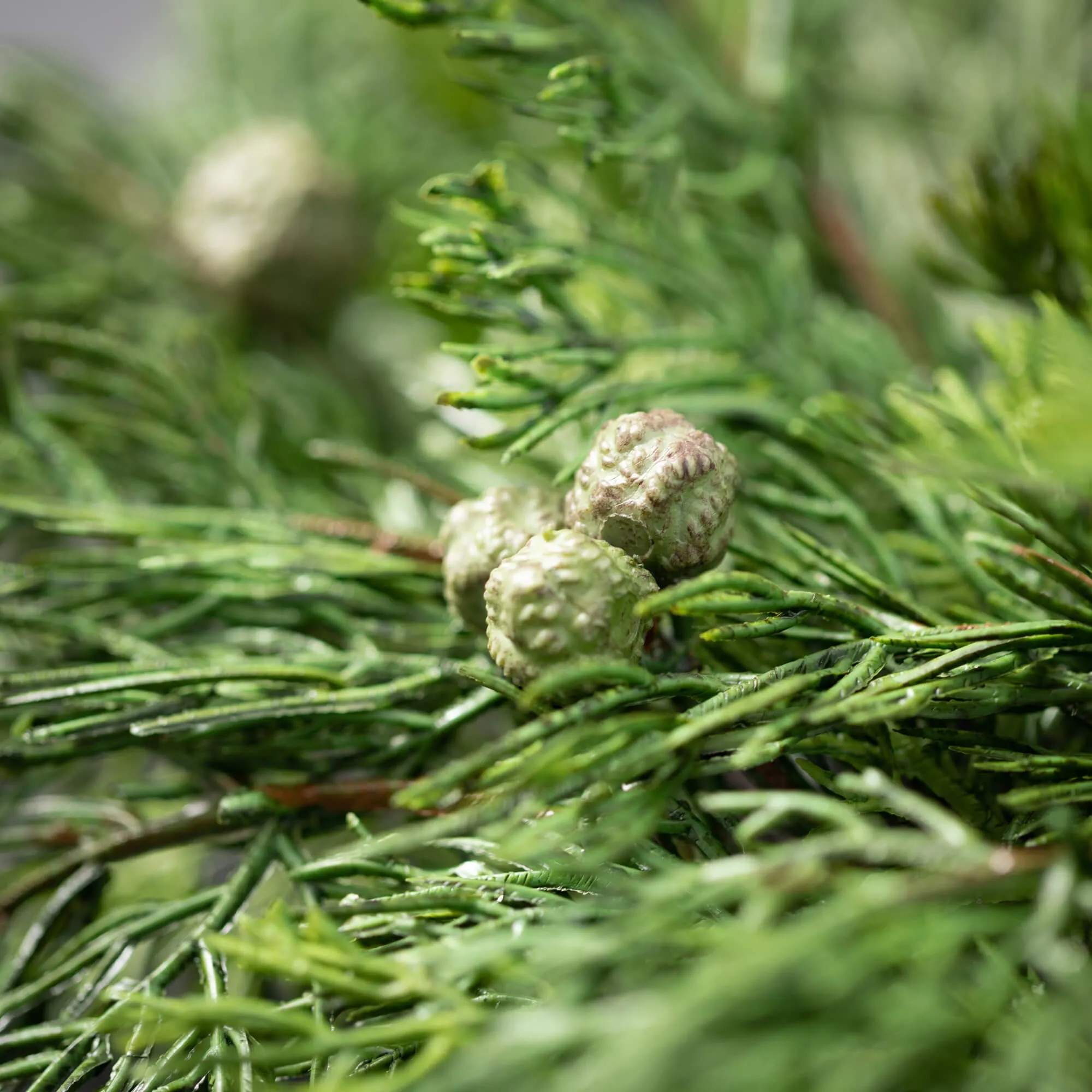 23"H Sullivans Lush Cypress & Berry Wreath, Green Winter Wreaths For Front Door