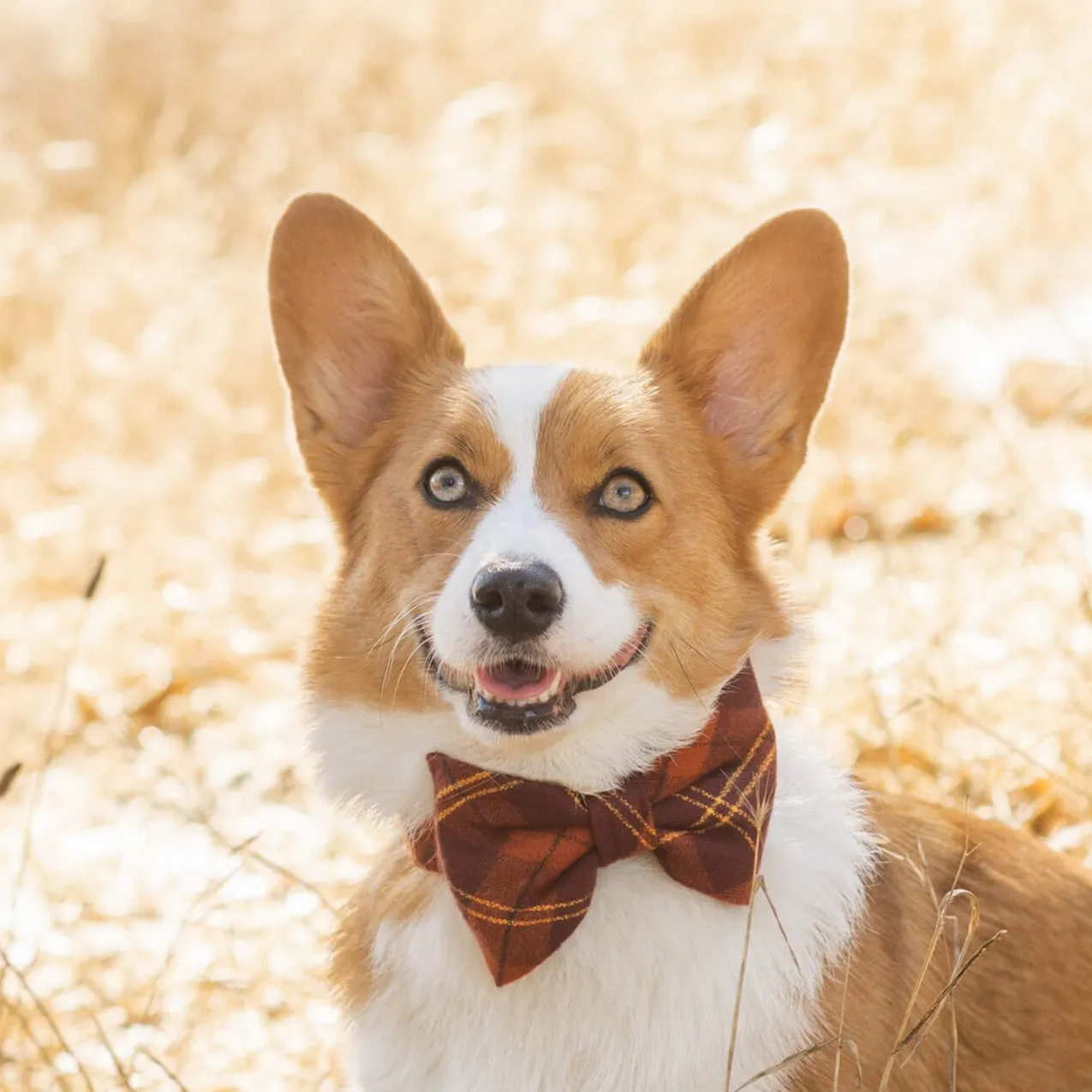 Cider Plaid Flannel Bow Tie Collar