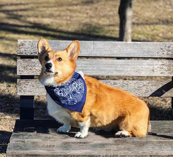 Philadelphia dog bandanna, Liberty Bell dog bandanna, red dog bandanna