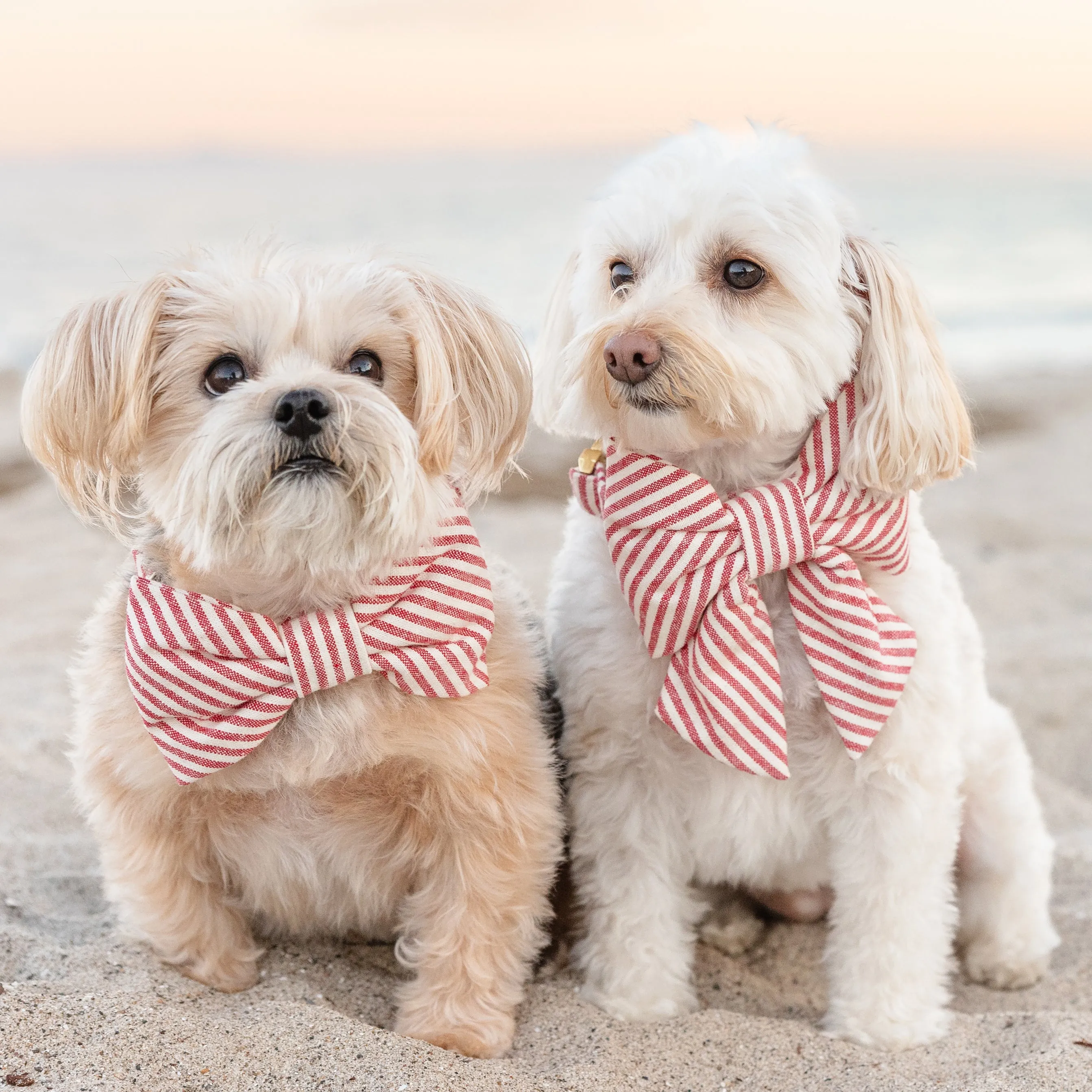 Red Stripe Bow Tie Collar